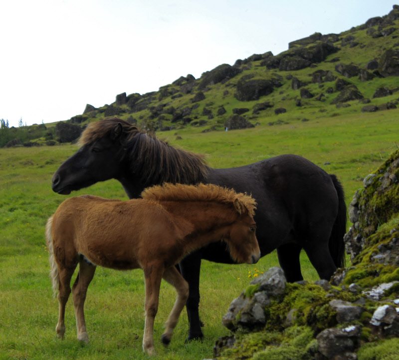 A family of horses in Iceland. The desolate landscape ensures the horses are tough, stout and well dressed!