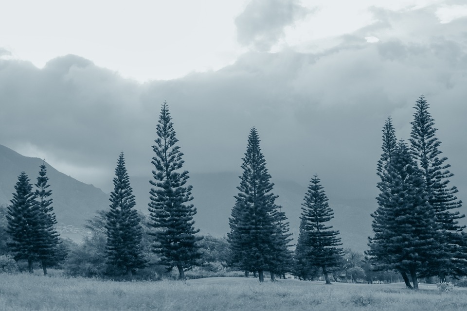 pine trees, fog, gray