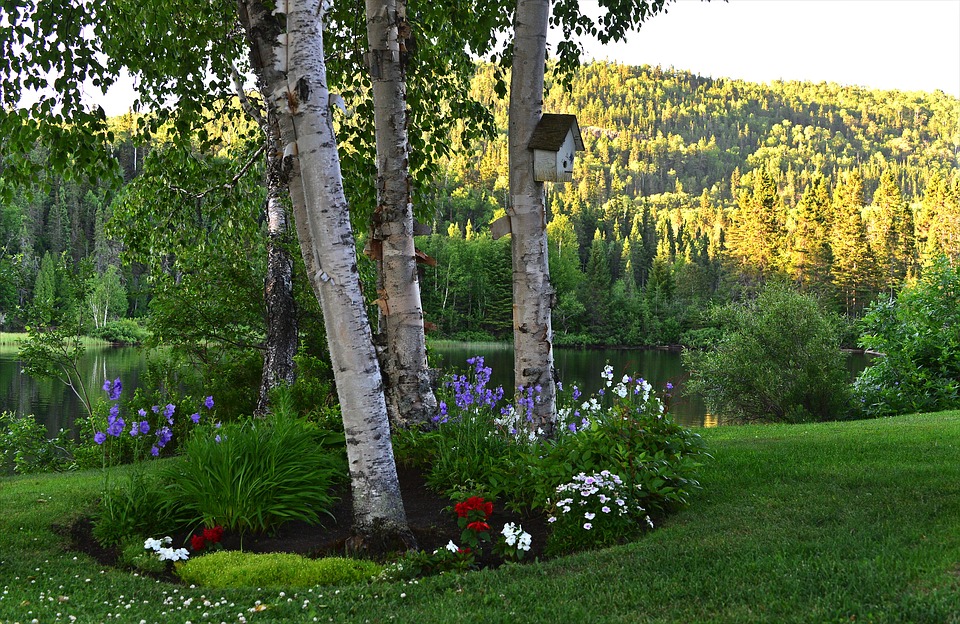 birch, flowers, nature