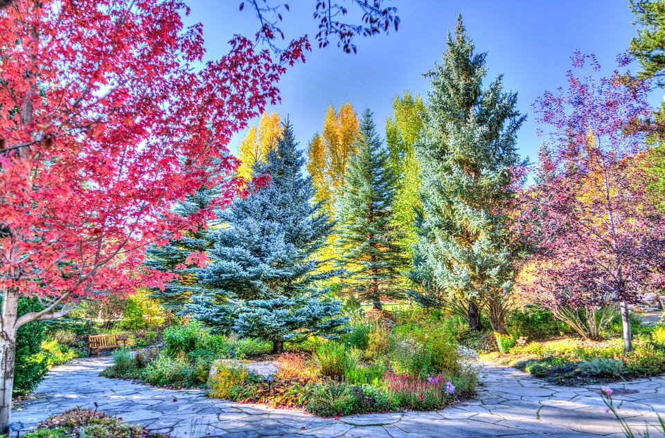 vail colorado forest foliage nature usa travel landscape scenery outdoor autumn park trees autumnal flora fall vail colorado colorado colorado colorado colorado