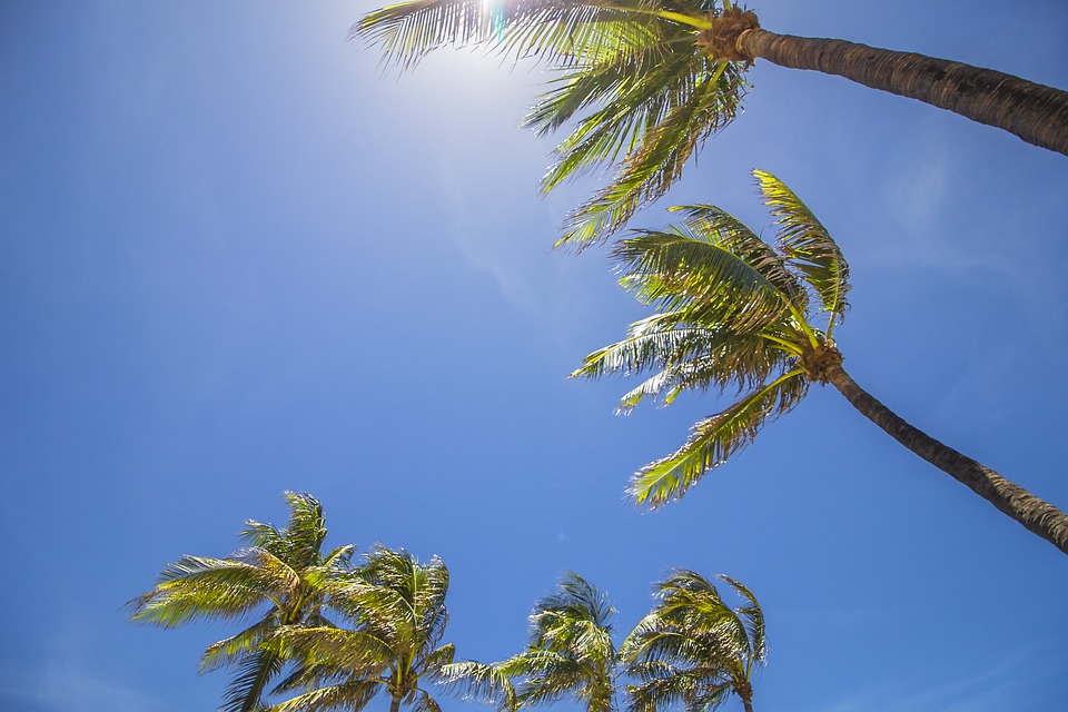 miami, palm trees, summer